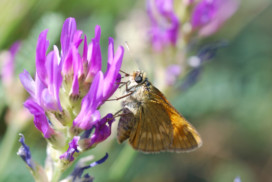 esperide da identificare : Ochlodes sylvanus ♀